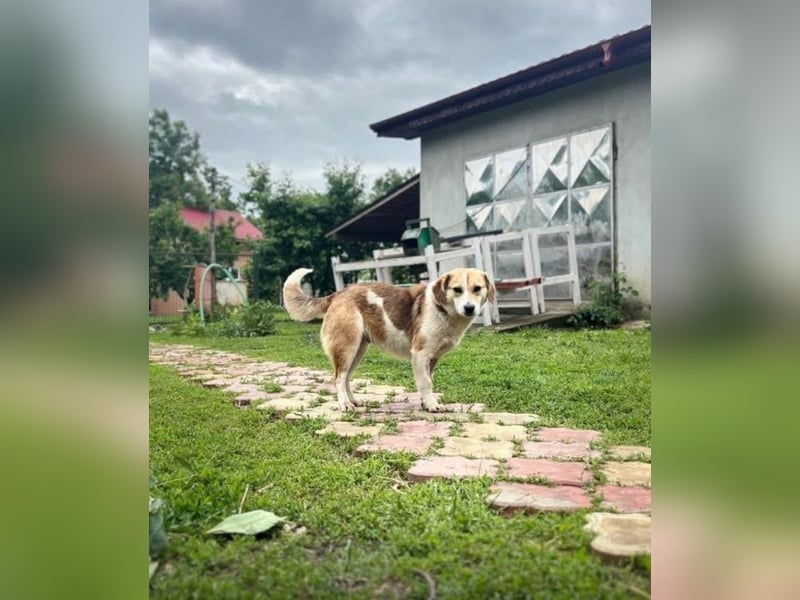 Terra Tierschutzhund sucht ein Zuhause