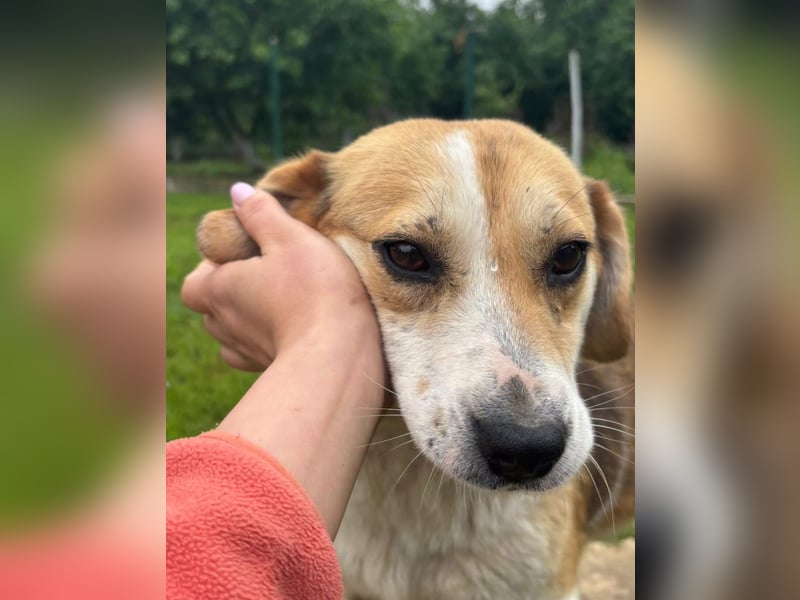 Terra Tierschutzhund sucht ein Zuhause
