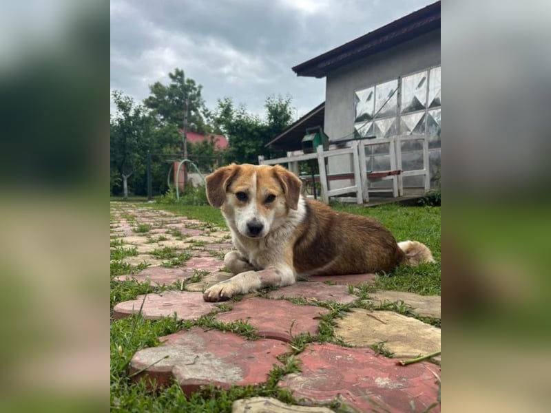 Terra Tierschutzhund sucht ein Zuhause