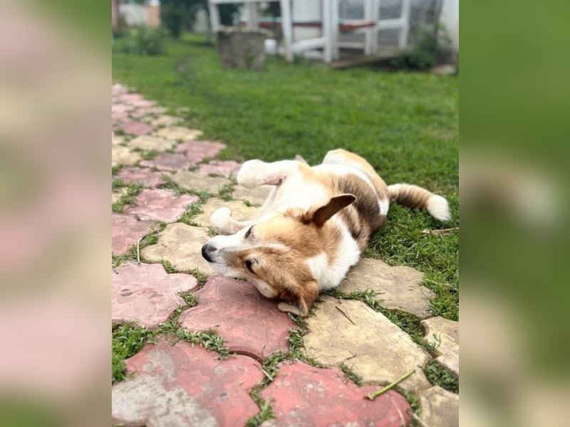 Terra Tierschutzhund sucht ein Zuhause