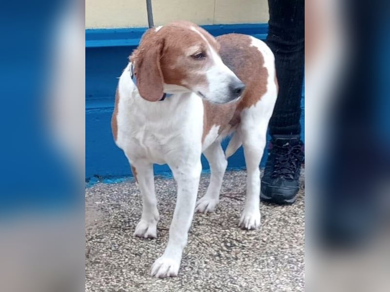 Linda, möchte endlich das Tierheim verlassen