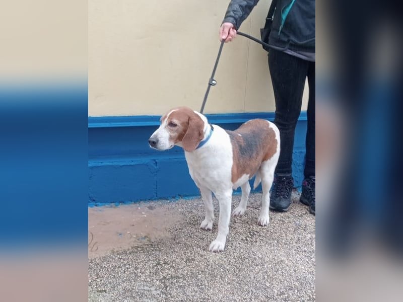 Linda, möchte endlich das Tierheim verlassen