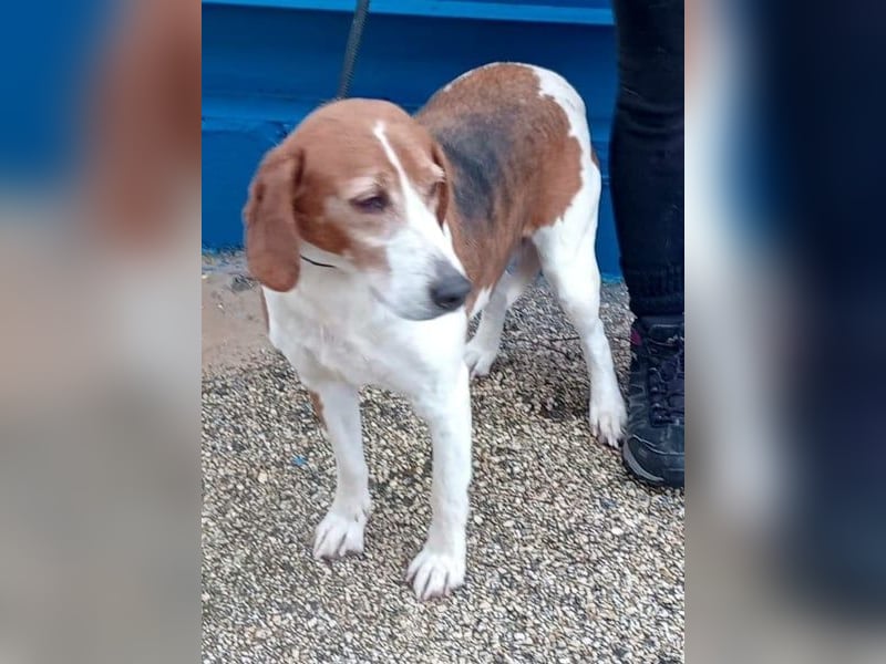 Linda, möchte endlich das Tierheim verlassen