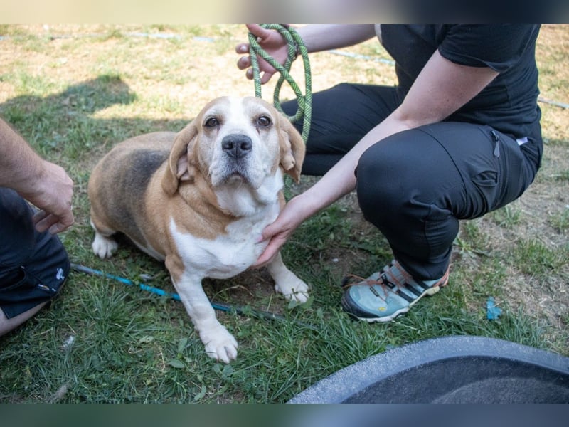 Maya, freundliche Beagle Hündin geb. 2019
