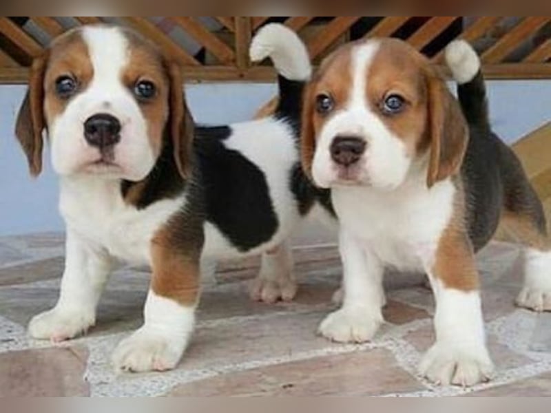 Männliche und weibliche Beagle