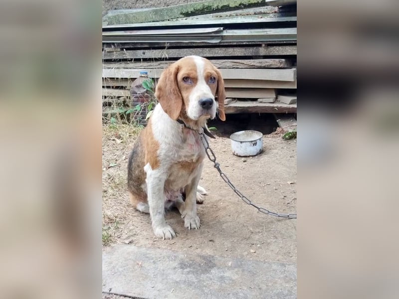MATHILDA - unter keinem guten Stern geboren!