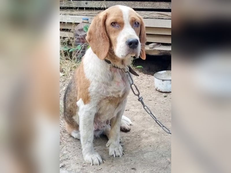 MATHILDA - unter keinem guten Stern geboren!