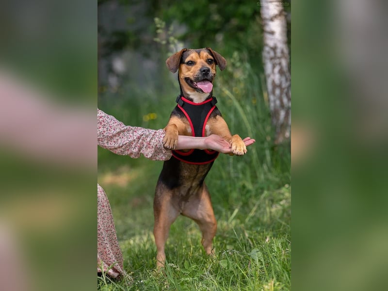 Lebensfrohe ALISA sucht ein Zuhause