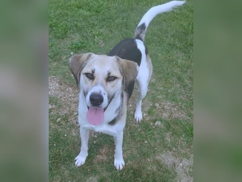 Daisy Anfängerhund - einfach traumhaft