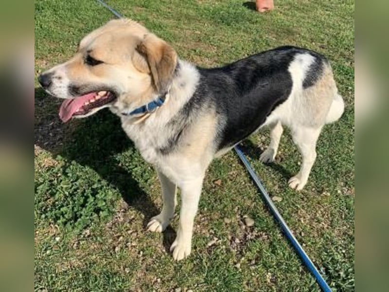 Daisy Anfängerhund - einfach traumhaft