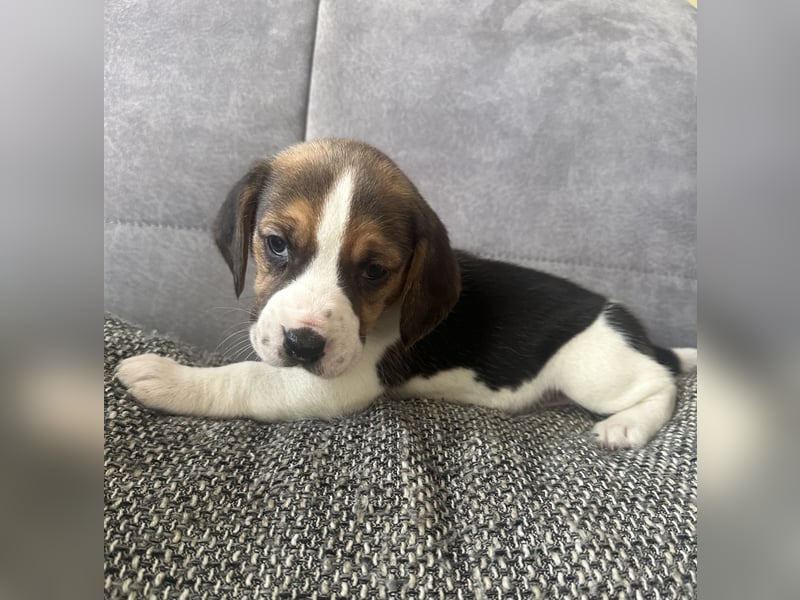 Beagle Welpen
