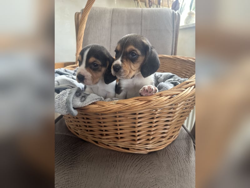 Beagle Welpen