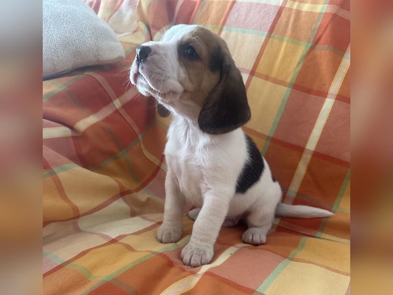 Beagle Welpen