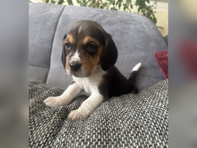 Beagle Welpen