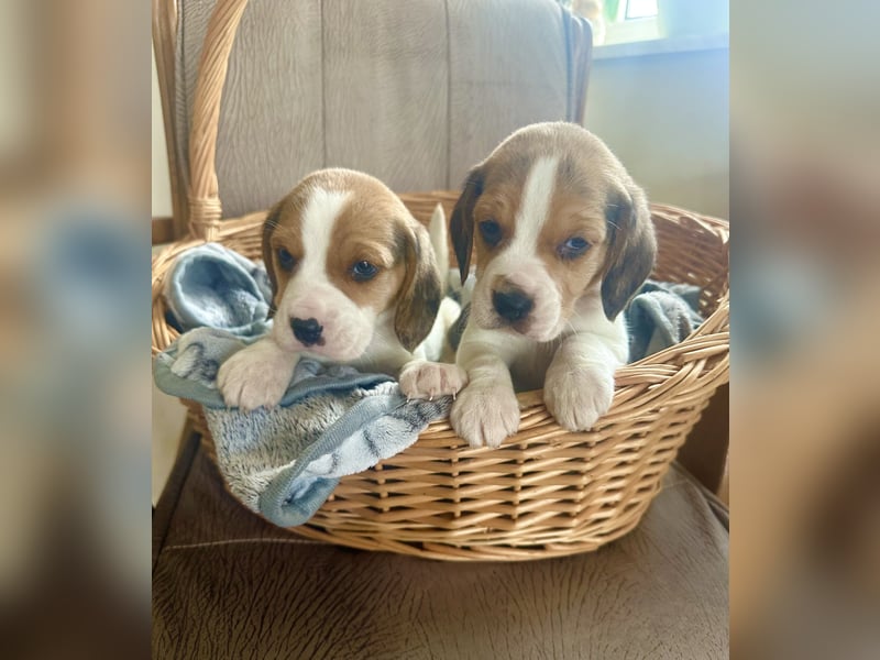Beagle Welpen