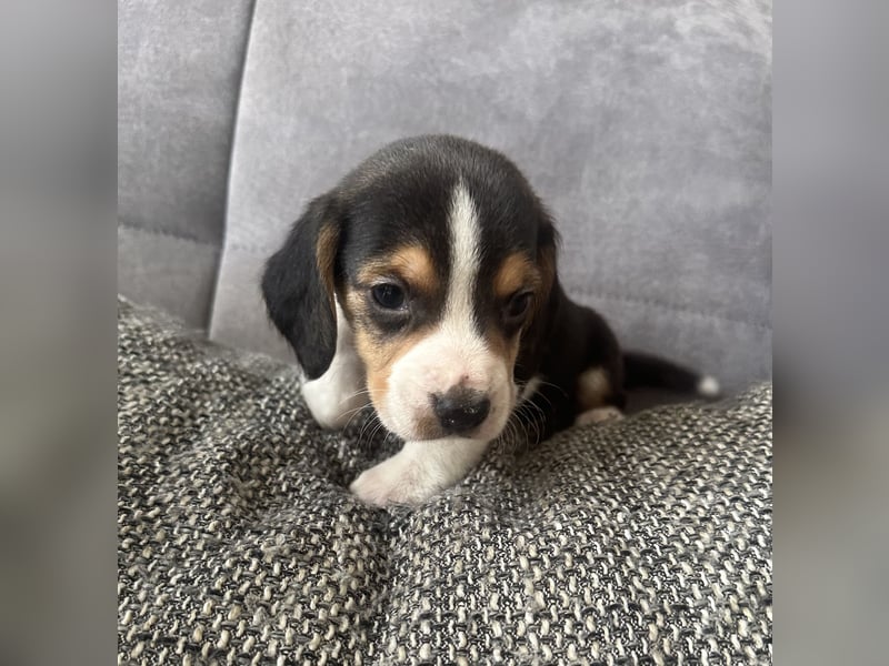 Beagle Welpen