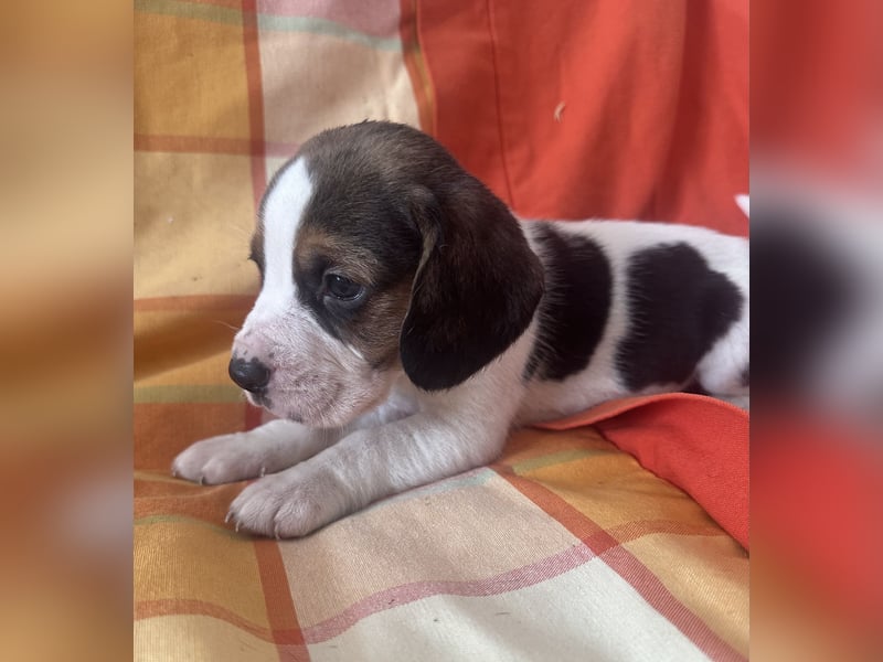 Beagle Welpen