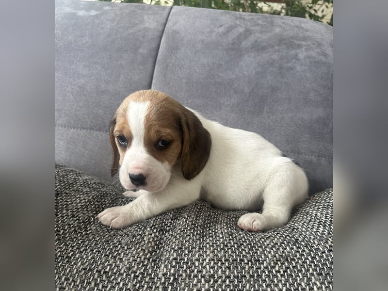Beagle Welpen