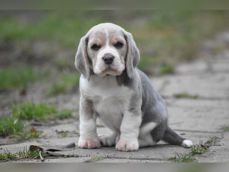 Wurferwartung !  Beaglewelpen m.P.