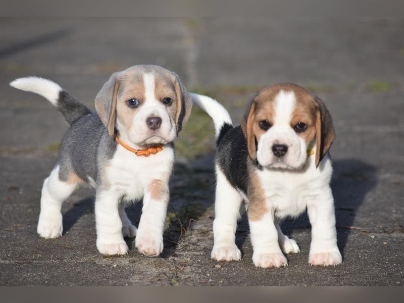 Wurferwartung !  Beaglewelpen m.P.