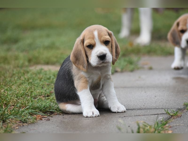 Wurferwartung !  Beaglewelpen m.P.