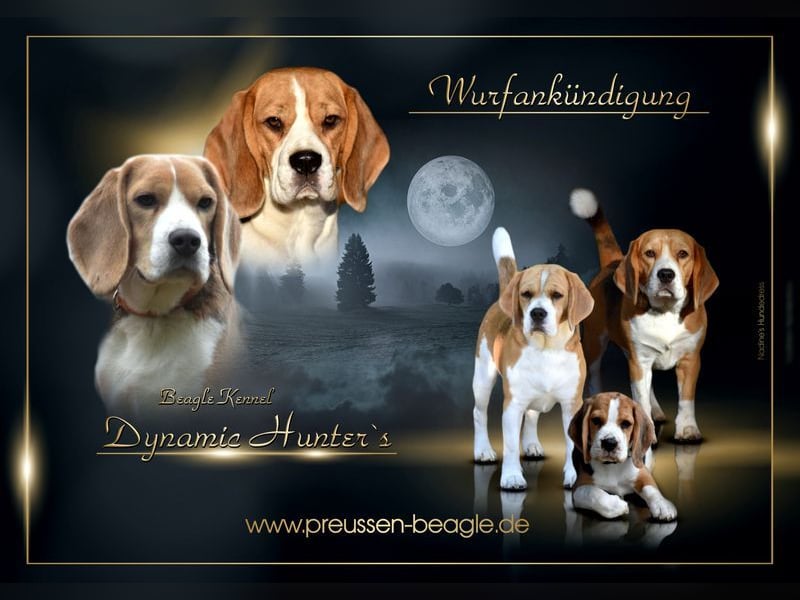 Wurferwartung !  Beaglewelpen m.P.