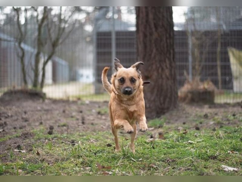 Abby, Beagle Mischling, geb. 2023, liebevolle Hündin sucht geduldiges Zuhause