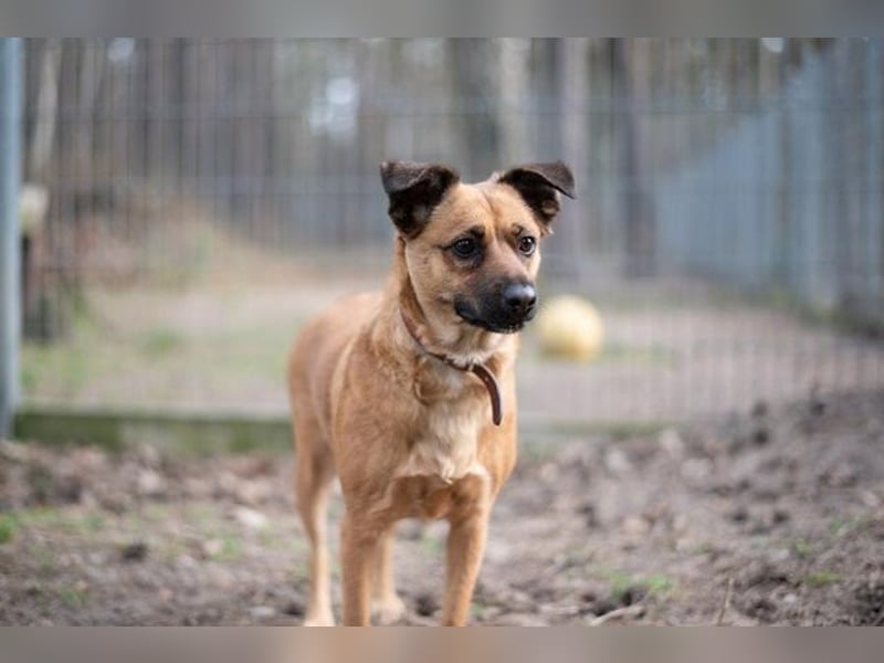 Abby, Beagle Mischling, geb. 2023, liebevolle Hündin sucht geduldiges Zuhause