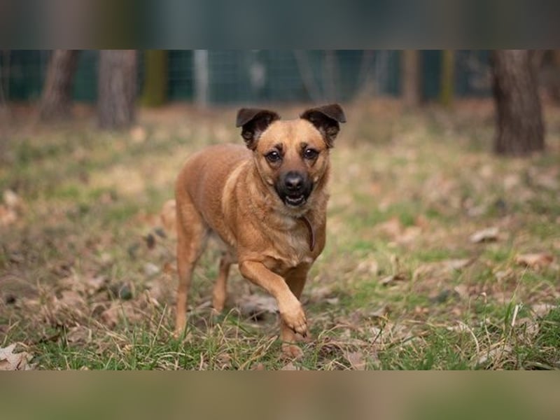 Abby, Beagle Mischling, geb. 2023, liebevolle Hündin sucht geduldiges Zuhause