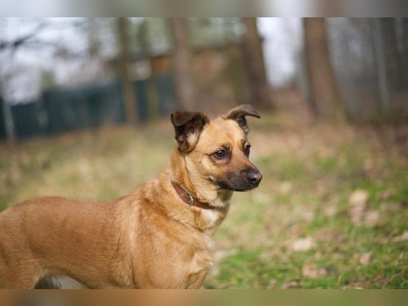 Abby, Beagle Mischling, geb. 2023, liebevolle Hündin sucht geduldiges Zuhause