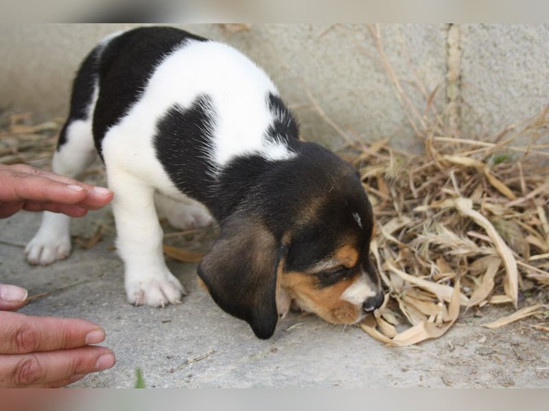 MICKY-ruhiges, freundliches, neugierig, gelassenes Hundemädchen sucht ihr liebevolles Zuhause