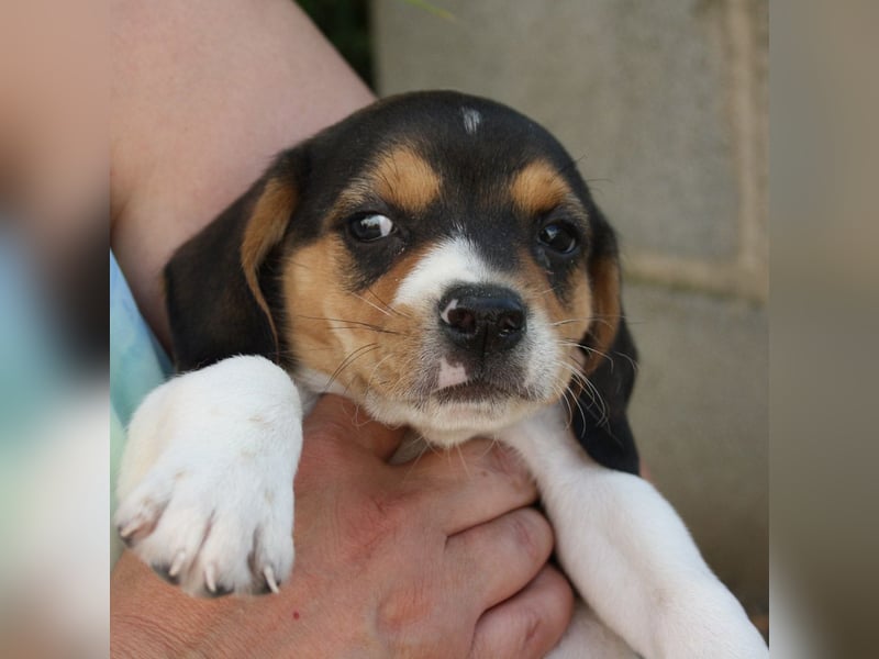 MICKY-ruhiges, freundliches, neugierig, gelassenes Hundemädchen sucht ihr liebevolles Zuhause
