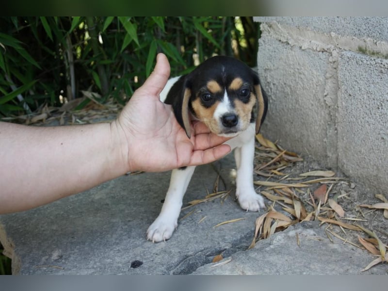 VIANA-klug, still und intensiv beobachtet dieses kleine Mädchen die Welt und sucht ihr Zuhause