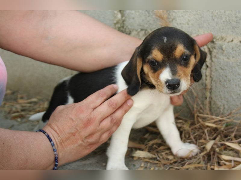 MICKY-ruhiges, freundliches, neugierig, gelassenes Hundemädchen sucht ihr liebevolles Zuhause