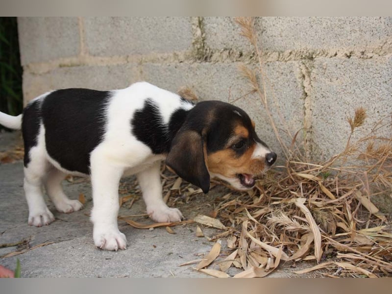 MICKY-ruhiges, freundliches, neugierig, gelassenes Hundemädchen sucht ihr liebevolles Zuhause