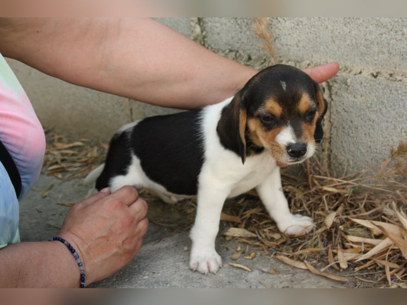 MICKY-ruhiges, freundliches, neugierig, gelassenes Hundemädchen sucht ihr liebevolles Zuhause