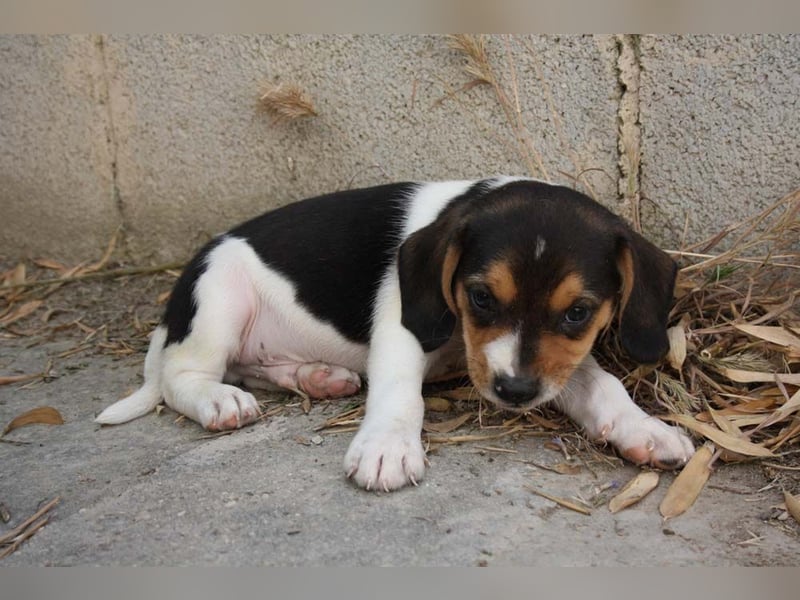 MICKY-ruhiges, freundliches, neugierig, gelassenes Hundemädchen sucht ihr liebevolles Zuhause