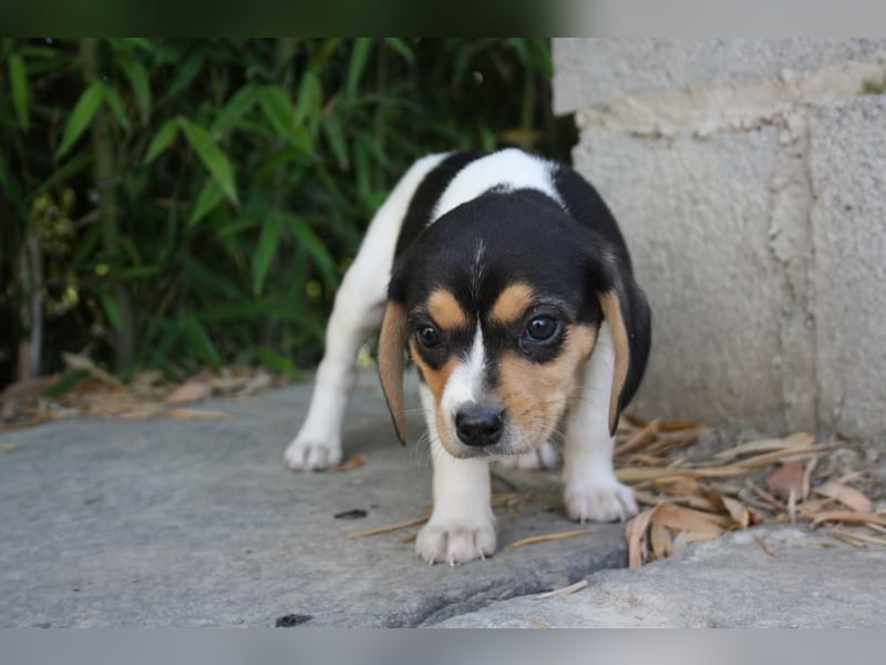 VIANA-klug, still und intensiv beobachtet dieses kleine Mädchen die Welt und sucht ihr Zuhause