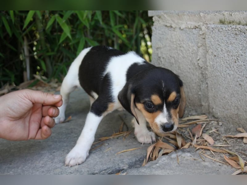 VIANA-klug, still und intensiv beobachtet dieses kleine Mädchen die Welt und sucht ihr Zuhause
