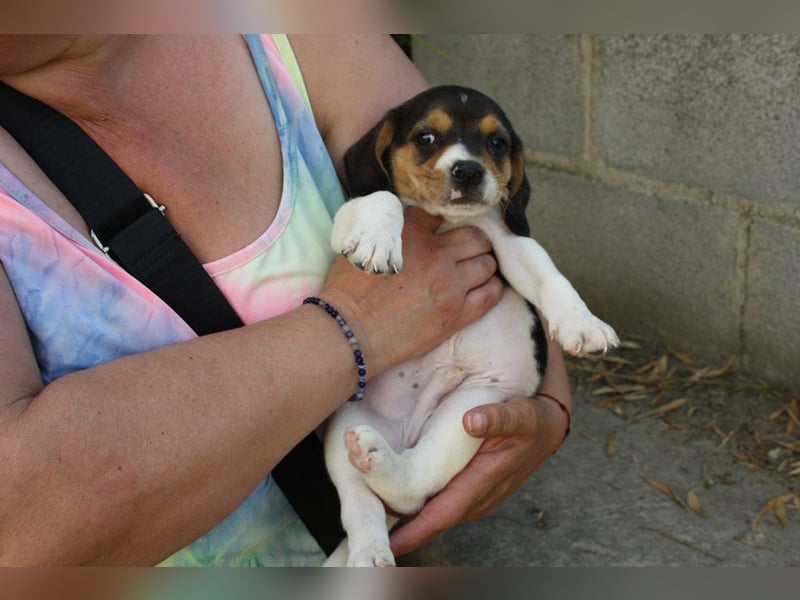MICKY-ruhiges, freundliches, neugierig, gelassenes Hundemädchen sucht ihr liebevolles Zuhause