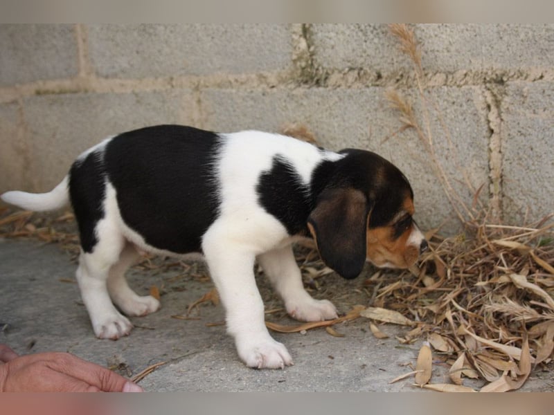 MICKY-ruhiges, freundliches, neugierig, gelassenes Hundemädchen sucht ihr liebevolles Zuhause