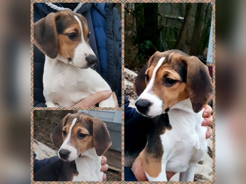 Zwei Beagle Welpen