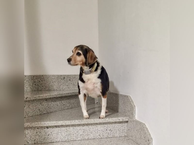 Maya - süsse Omi sucht dringend Familienanschluß statt Tierheim