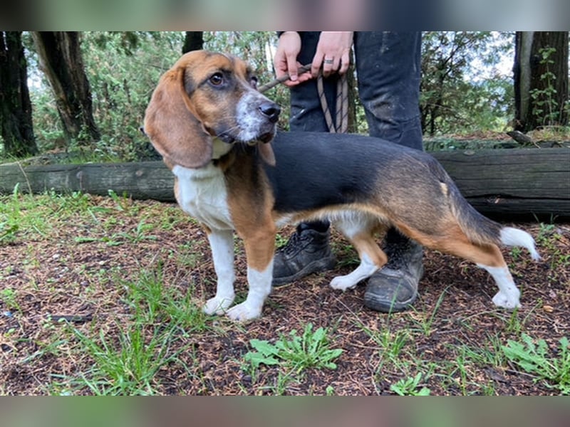 Lussie, Beagle