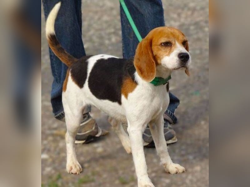 Gina, Beagle