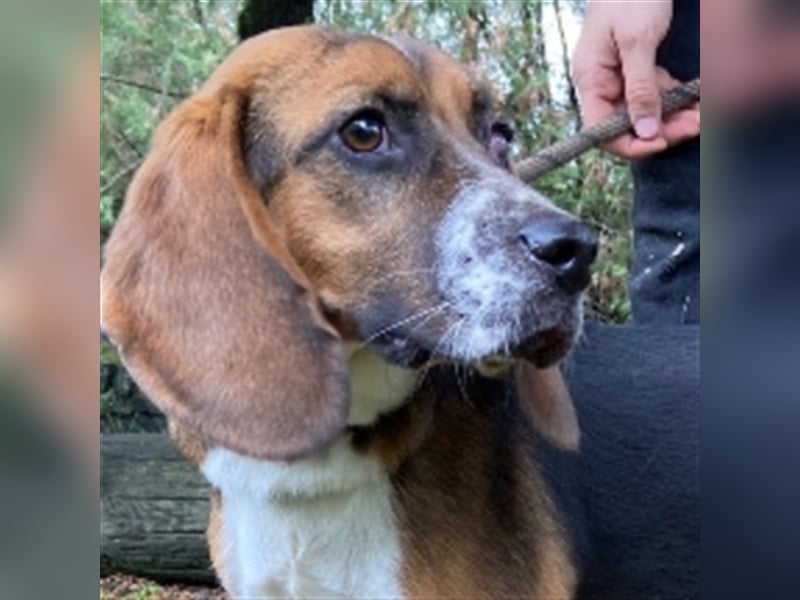 Lussie, Beagle