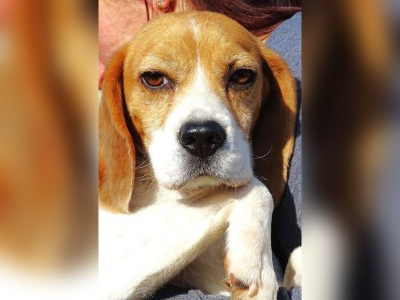 Gina, Beagle