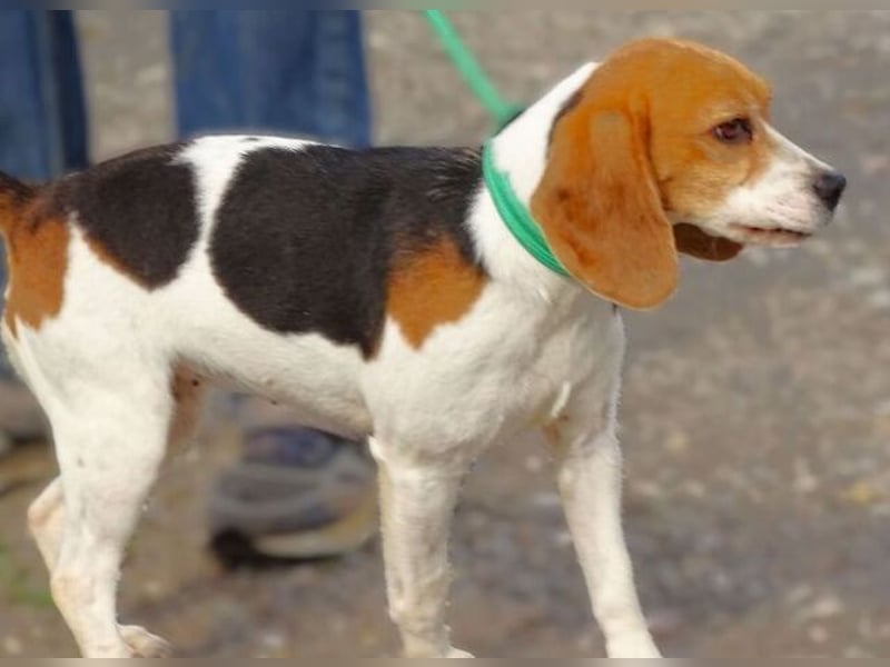Gina, Beagle