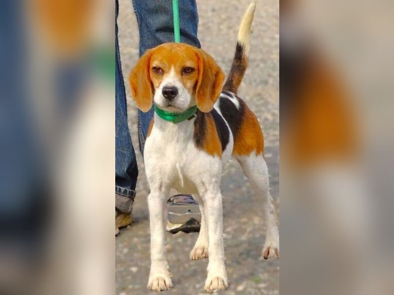 Gina, Beagle