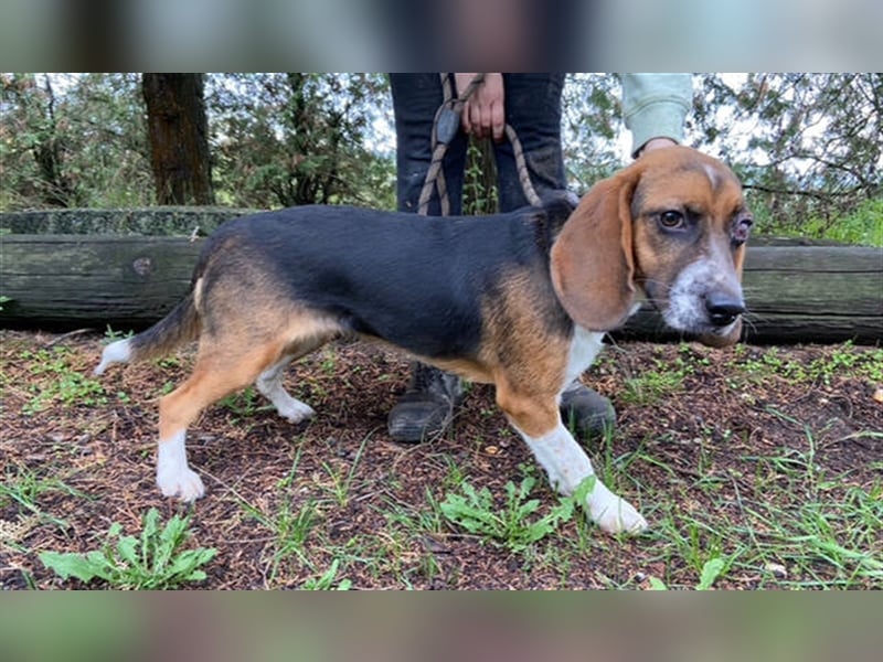 Lussie, Beagle